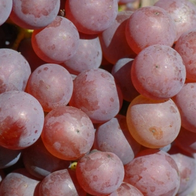 Chardonnay rosee Gm 1 i